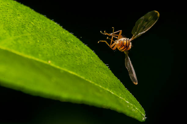 Hoverfly