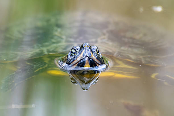 istock Florida turtle in the water, invasive exotic species 2212709313