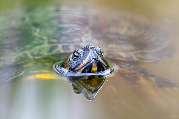 istock Florida turtle in the water, invasive exotic species 2212709408