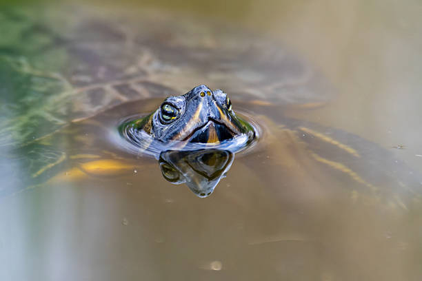 istock Florida turtle in the water, invasive exotic species 2212709411