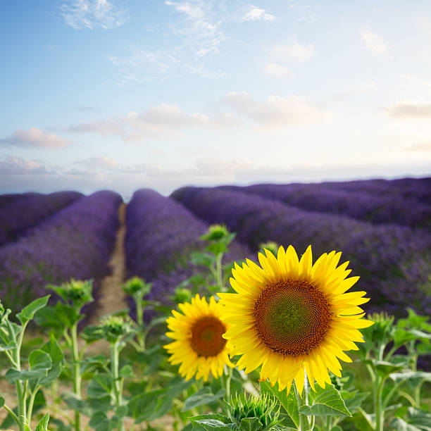istock Sunflower and Lavender field 2212709528