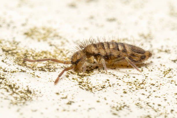 istock Entomobrya nivalis, a striped springtail, crawling on stone surface 2212710187