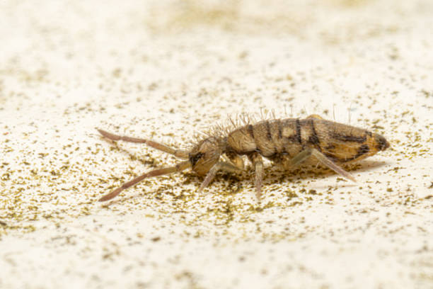istock Entomobrya nivalis, a striped springtail, crawling on stone surface 2212710247