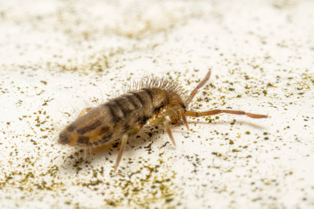 istock Entomobrya nivalis, a striped springtail, crawling on stone surface 2212710513