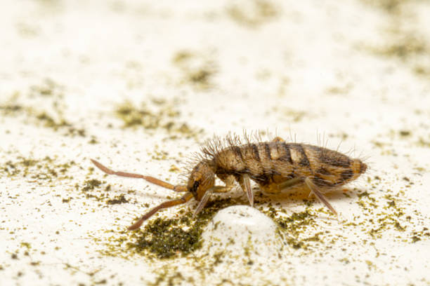 istock Entomobrya nivalis, a striped springtail, crawling on stone surface 2212710792