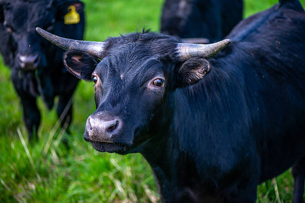 istock Black Bulls Grazing Peacefully on Green Grass 2212710912
