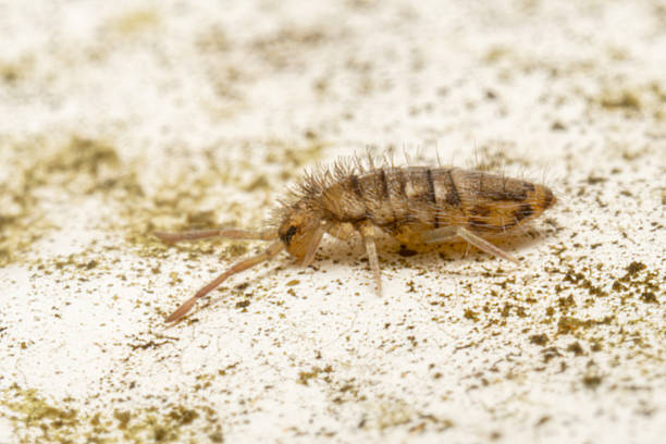 istock Entomobrya nivalis, a striped springtail, crawling on stone surface 2212710966