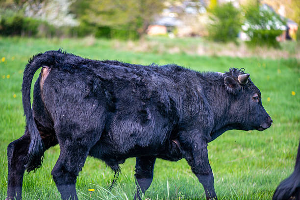 istock Black Bulls Grazing Peacefully on Green Grass 2212711004