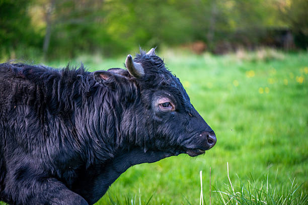istock Black Bulls Grazing Peacefully on Green Grass 2212711033