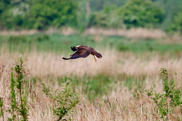 istock Marsh Harrier bird of prey in flight over grass reed beds 2212712166