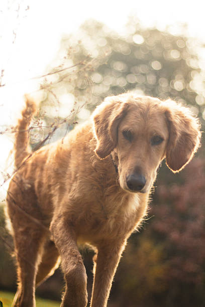 istock Curious Dog roaming a sunny field. 2212712968