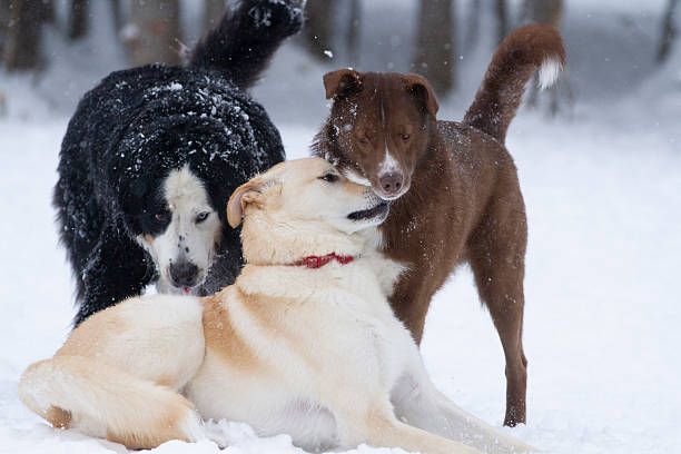 istock Three playful dogs in a snowy field. 2212712969