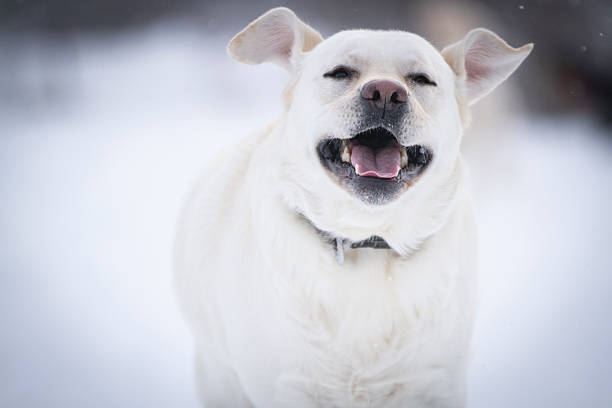 Happy dog running in a snow field.