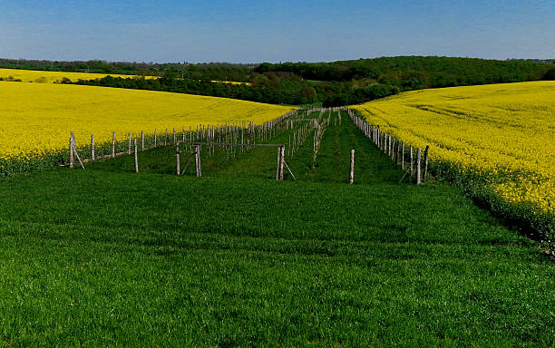 construction of forestry fencing from economic mesh and galvanized metal pipe posts. protects planting sites from biting roe deer, deer, wild boar, hare, deer. newly planted forest bio-corridor. construction of forestry fencing from economic mesh and galvanized metal pipe posts. protects planting sites from biting roe deer, deer, wild boar, hare, deer. newly planted forest bio corridor. wood and wire fence designs pictures stock pictures, royalty-free photos & images
