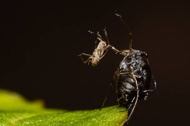 A rare macro view of a black aphid (Aphididae) giving birth while laying on its back on a leaf. Natural behavior captured in a vivid entomological observation.