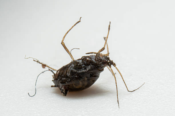 istock Black Aphid Giving Birth on Its Back – Viviparity in Aphididae 2212715212