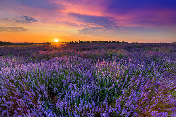 istock Beautiful lavender field sunset landscape 2212716443