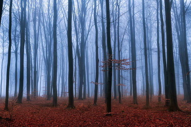 Cold fog spreads in the early morning through the autumn forest.