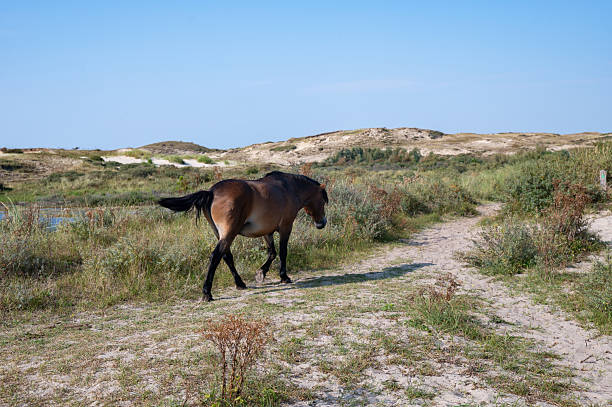 istock Wild Horse in a landscape 2212716786