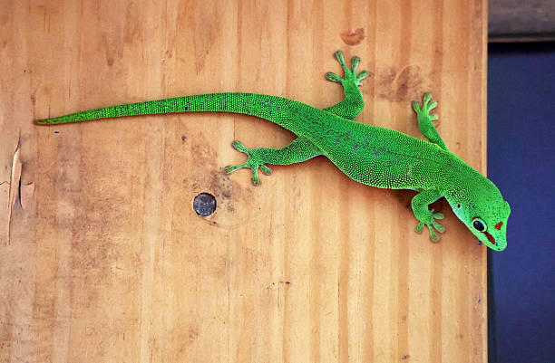 istock Green lizard at wood background from above 2212716856