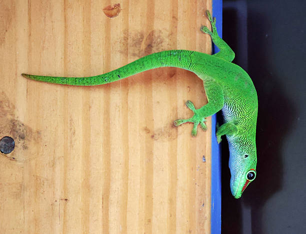 istock Green lizard at wood background, from the profile 2212716862