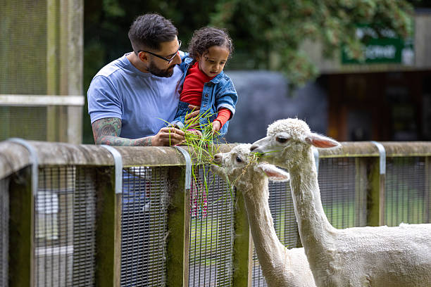 istock Father and Daughter Visiting the Alpacas 2212716954