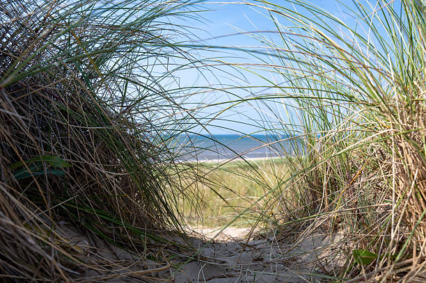 A scenic view of grass growing on a sand dune with lush greenery in the background.