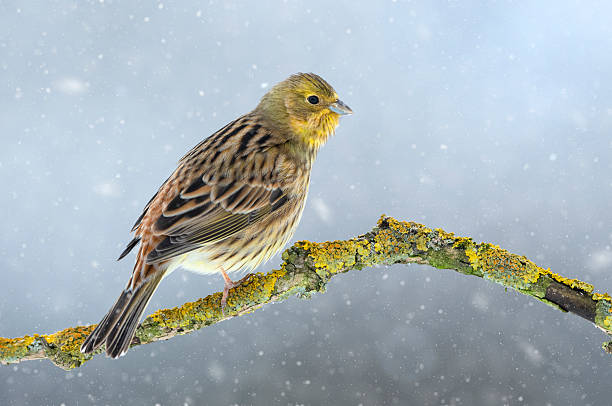 Yellowhammer (Emberiza citrinella) sitting on a branch with snow in the background in early spring.