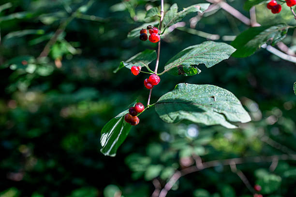 Close-up of red berries and green leaves in a shaded area of a French forest along the Via Francigena.
