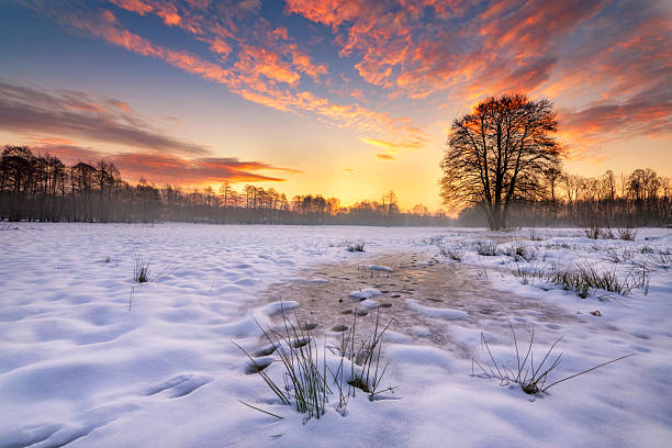 Beautiful winter sunset with lonely tree and frozen pond