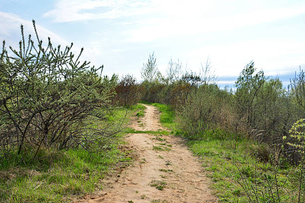 A dirt path winding through a lush green landscape under a clear sky