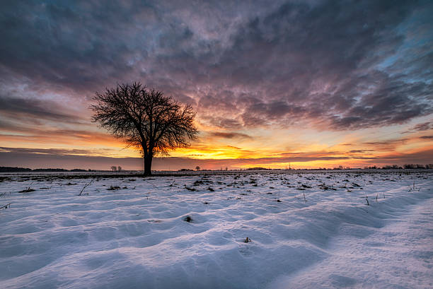 istock Beautiful winter sunset with lonely tree 2212719305