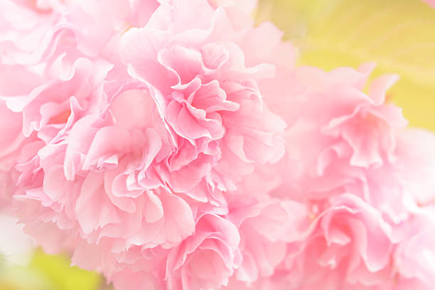 Blurred background with petals in cherry blossom, soft focus, in horizontal format