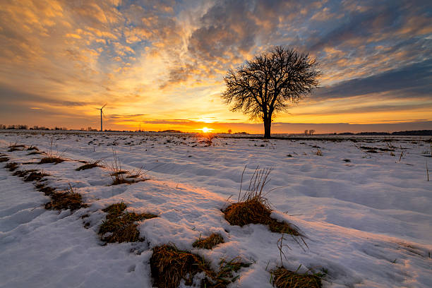 Beautiful winter sunset with lonely tree