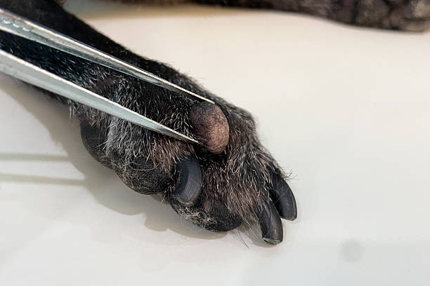 istock Close up - A harmless polypoid outgrowth, also known as a skin tag or acrochordon, grows close to the feet of a old dog patient. Hangs from a small stalk or peduncle 2212722423