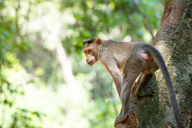 Wildlife Monkey Portrait