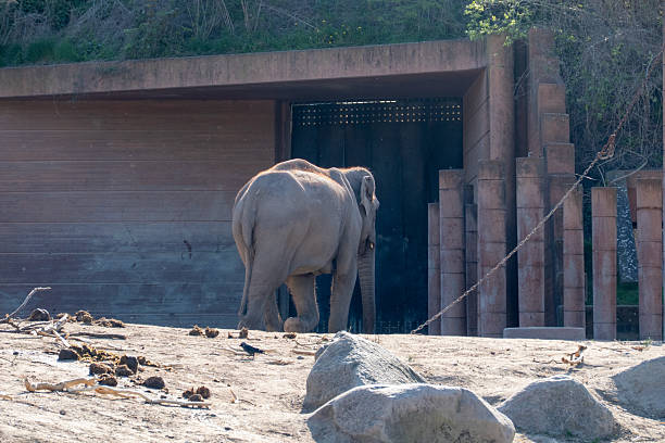 Portrait of an African elephant