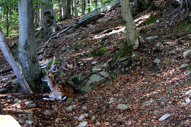 istock Resting axis deer in forest habitat with natural light shadows 2212728386