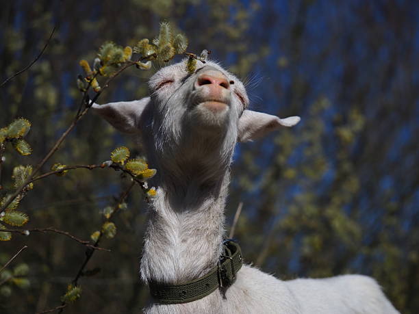 young pregnant goat white wool saanen breed grazing in the forest