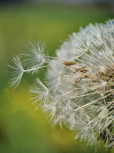 istock Close-up of a mature dandelion 2212735889