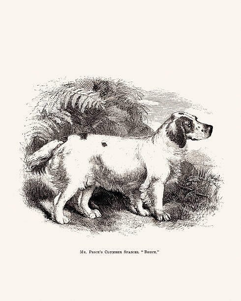 istock Dog Illustration. Antique 19th-century British Dog engraving 2212736055