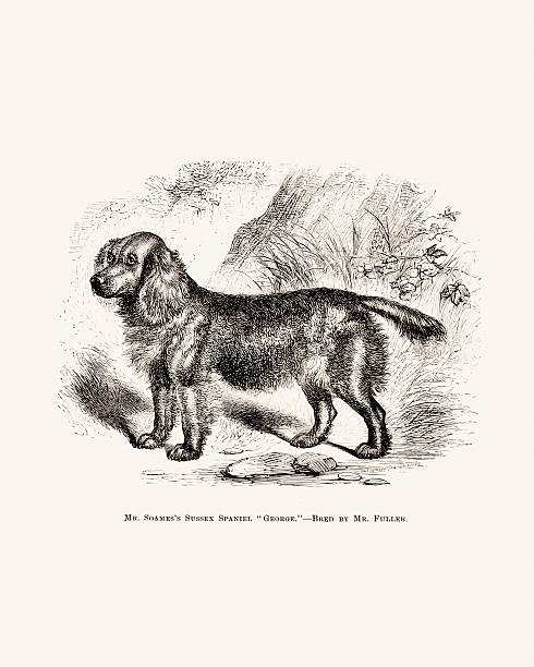 istock Dog Illustration. Antique 19th-century British Dog engraving 2212736074