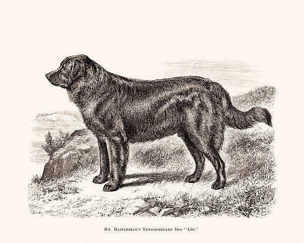 Antique 19th-century British dog engraving, originally published in a book on sporting, hunting, and companion breeds.