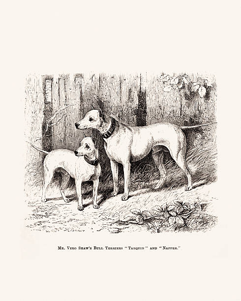 istock Dog Illustration. Antique 19th-century British Dog engraving 2212736344