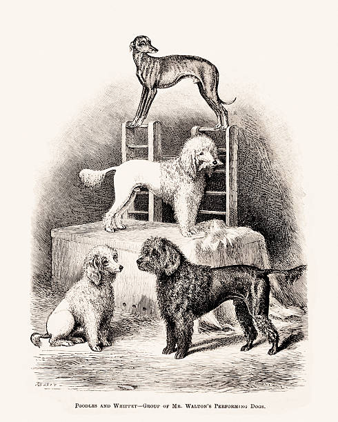 istock Dog Illustration. Antique 19th-century British Dog engraving 2212736373