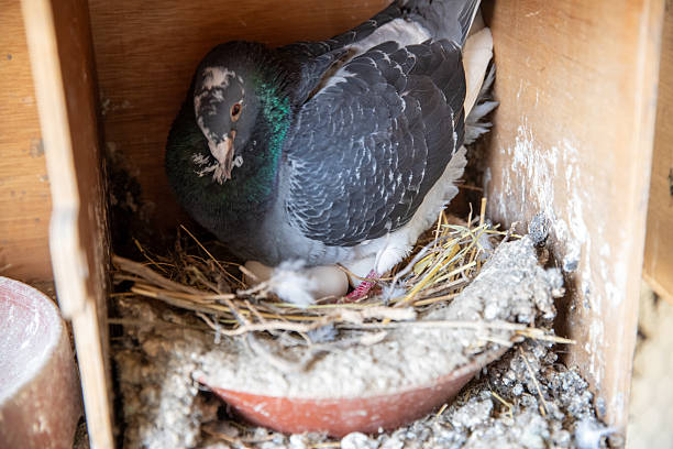 istock Female pigeon incubating three white eggs. 2212739169