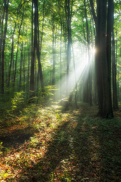 istock Beautiful morning in the forest 2212746131