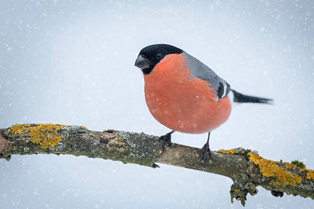 istock Eurasian bullfinch male ( Pyrrhula pyrrhula ) 2212746387