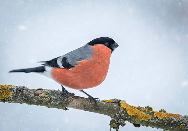 istock Eurasian bullfinch male ( Pyrrhula pyrrhula ) 2212746417