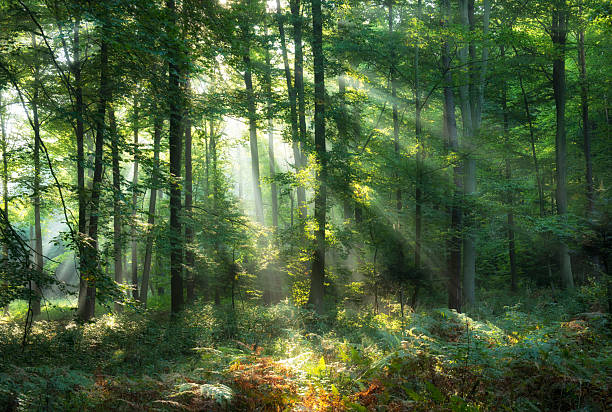 istock Beautiful morning in the forest 2212746678